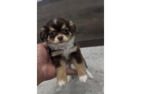 成約済の福岡県のミックス犬-381932の4枚目