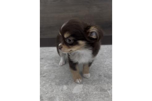 成約済の福岡県のミックス犬-381932の3枚目