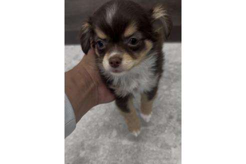 成約済の福岡県のミックス犬-381932の2枚目