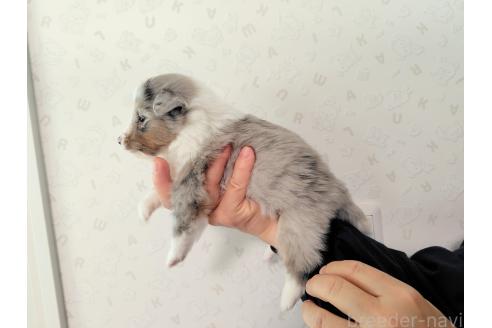 販売中の広島県のシェットランドシープドッグ(シェルティ)-387346の3枚目
