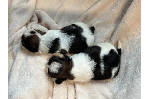 販売中の秋田県のシーズー-387536の2枚目