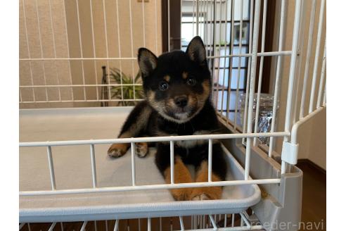 成約済の兵庫県の豆柴-383762の4枚目