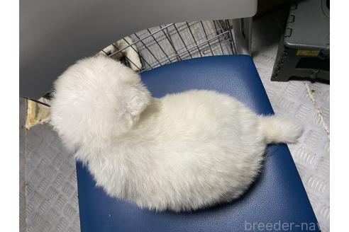 販売中の東京都のサモエド-387347の2枚目