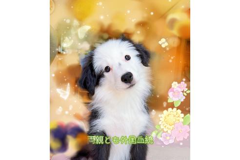 販売中の岐阜県のボーダーコリー-375162