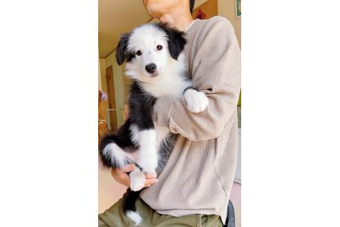 成約済の岐阜県のボーダーコリー-375162の13枚目