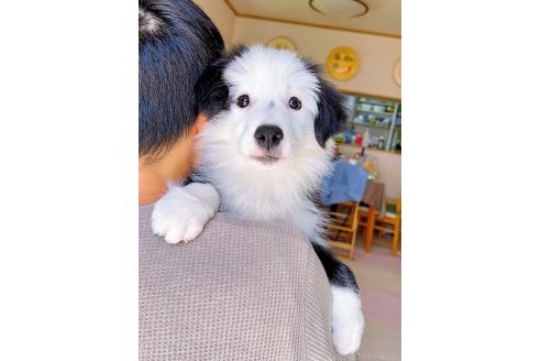 成約済の岐阜県のボーダーコリー-375162の10枚目