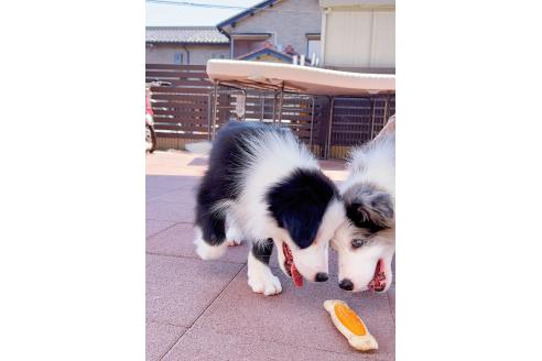 成約済の岐阜県のボーダーコリー-375162の5枚目