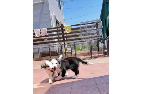 成約済の岐阜県のボーダーコリー-375162の3枚目