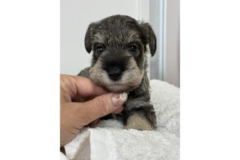販売中の栃木県のミニチュアシュナウザー-387359の7枚目
