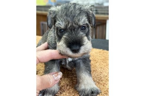 販売中の栃木県のミニチュアシュナウザー-387359の4枚目