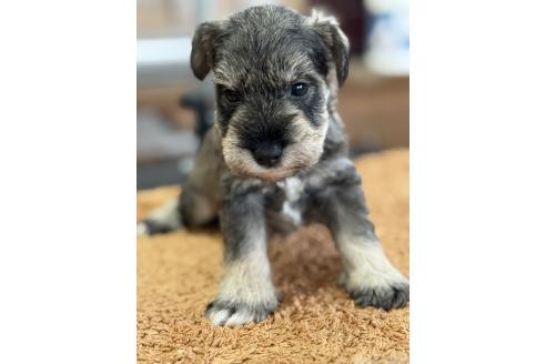 販売中の栃木県のミニチュアシュナウザー-387359の3枚目