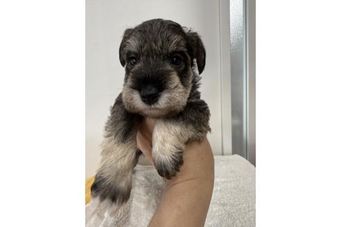 販売中の栃木県のミニチュアシュナウザー-387359の2枚目