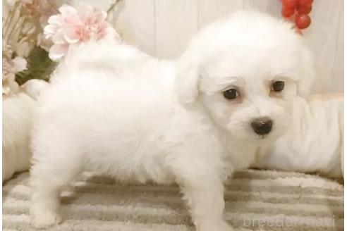 販売中の愛知県のビションフリーゼ-385117の3枚目