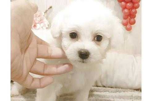 販売中の愛知県のビションフリーゼ-385117の2枚目