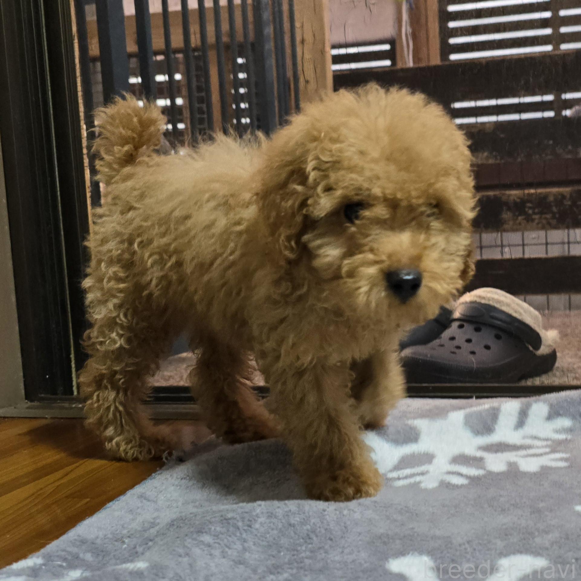 成約済の岡山県のトイプードル-374260の6枚目