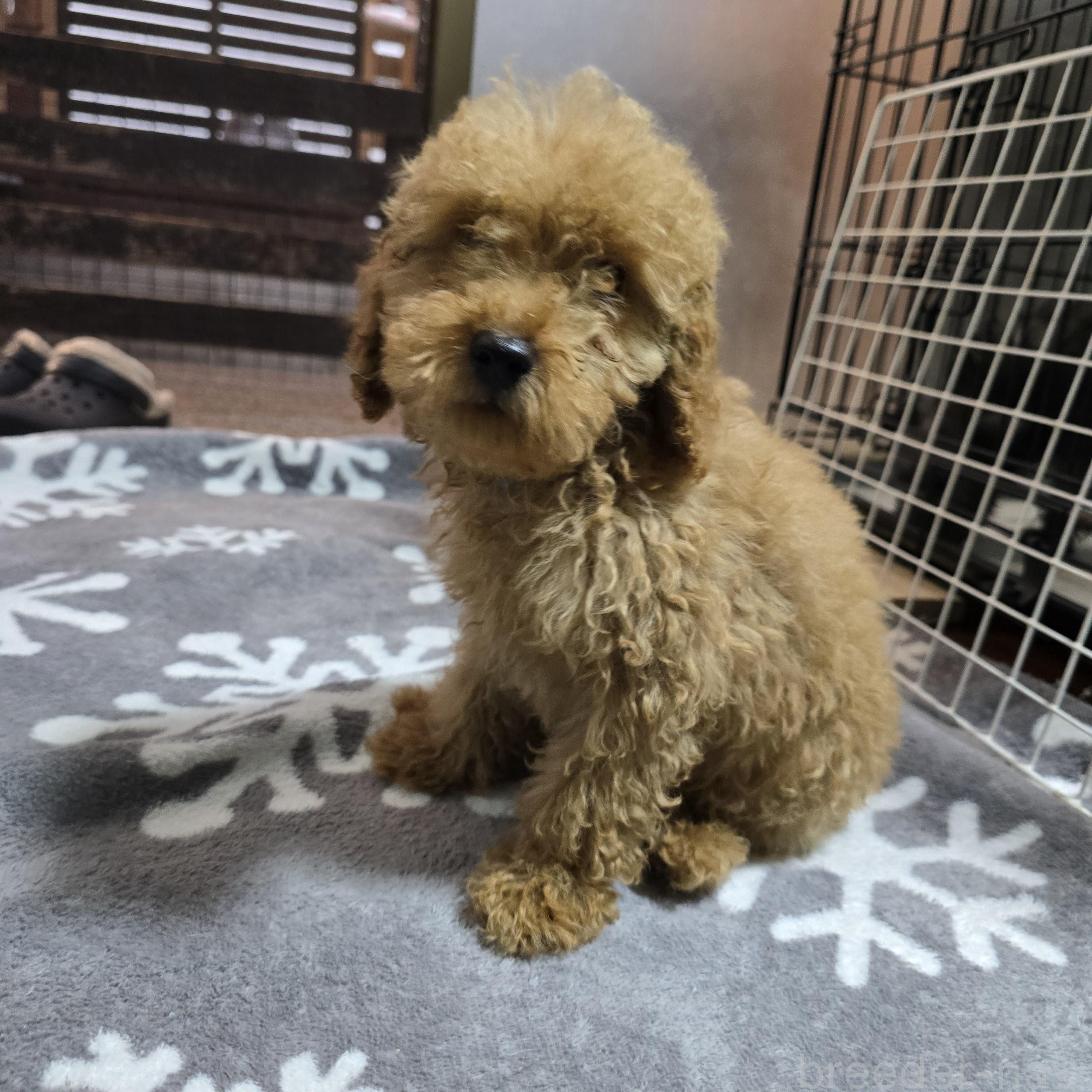 成約済の岡山県のトイプードル-374260の5枚目