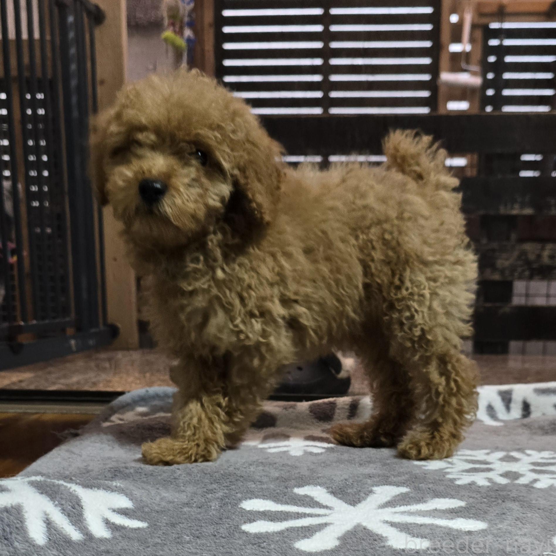 成約済の岡山県のトイプードル-374260の4枚目