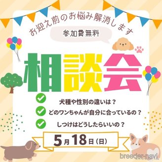 販売中の千葉県のトイプードル-387267の2枚目
