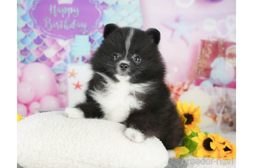 販売中の千葉県のポメラニアン-387153の9枚目