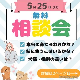 販売中の千葉県のポメラニアン-387130の3枚目