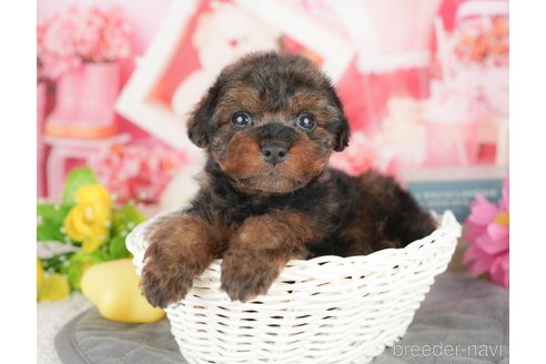 販売中の千葉県のトイプードル-387123の1枚目