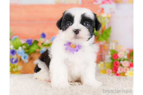 販売中の東京都のミックス犬-387221の6枚目