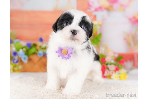 販売中の東京都のミックス犬-387221の7枚目
