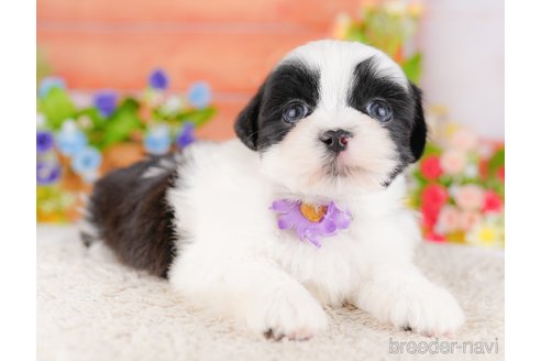 販売中の東京都のミックス犬-387221の3枚目