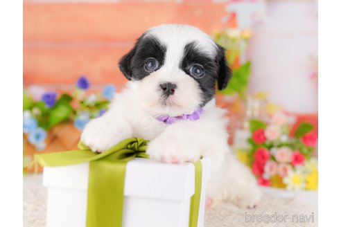 販売中の東京都のミックス犬-387221の4枚目