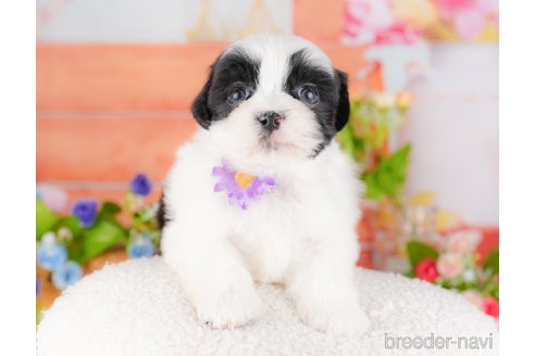 販売中の東京都のミックス犬-387221の5枚目