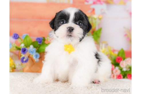 販売中の東京都のミックス犬-387219の7枚目