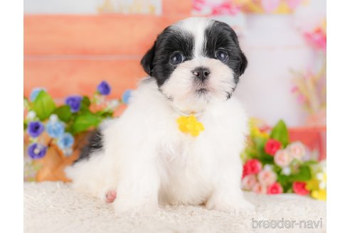 販売中の東京都のミックス犬-387219の8枚目