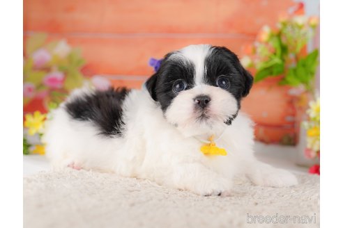 販売中の東京都のミックス犬-387219の4枚目