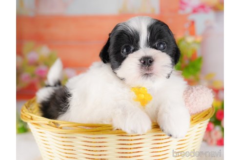 販売中の東京都のミックス犬-387219の5枚目