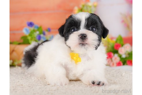 販売中の東京都のミックス犬-387219の6枚目