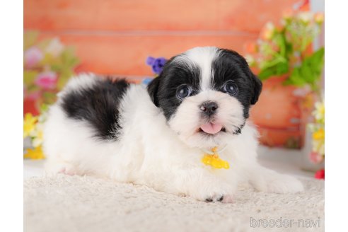 販売中の東京都のミックス犬-387219の3枚目