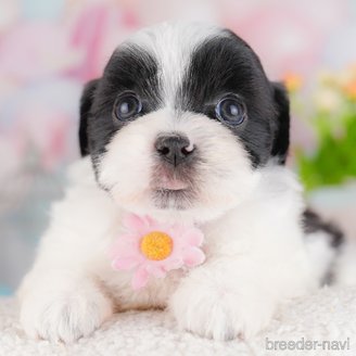 販売中の東京都のミックス犬-388295の1枚目