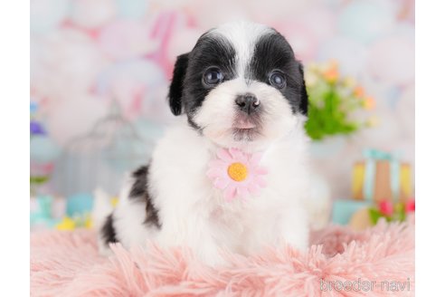 販売中の東京都のミックス犬-388295の6枚目