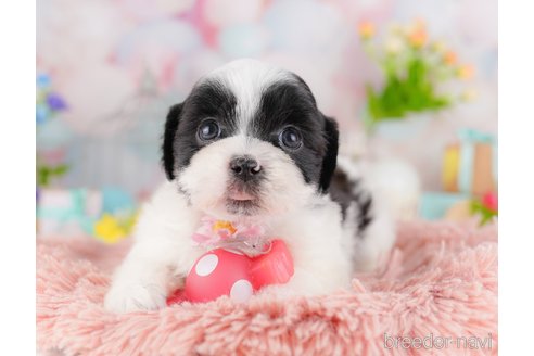 販売中の東京都のミックス犬-388295の7枚目