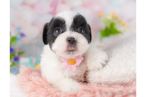 販売中の東京都のミックス犬-388295の3枚目