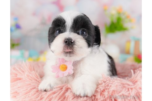 販売中の東京都のミックス犬-388295の4枚目