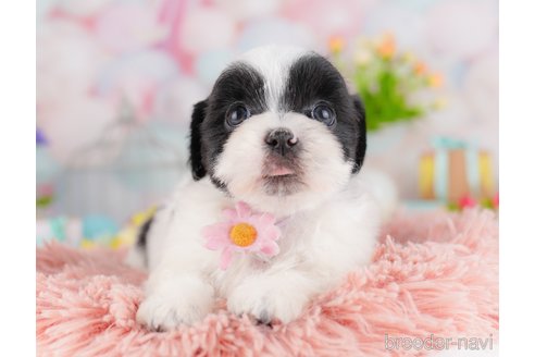 販売中の東京都のミックス犬-388295の5枚目