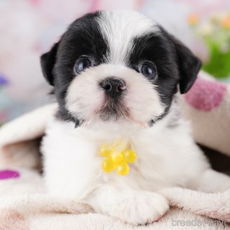 販売中の東京都のミックス犬-388296の1枚目