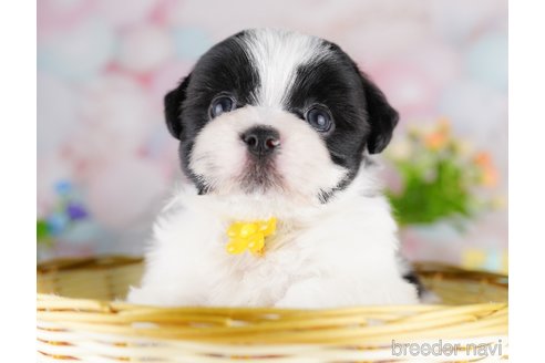 販売中の東京都のミックス犬-388296の6枚目