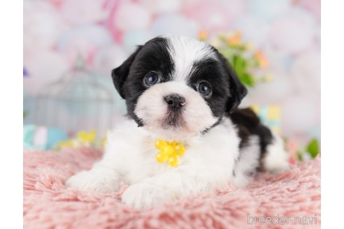販売中の東京都のミックス犬-388296の7枚目