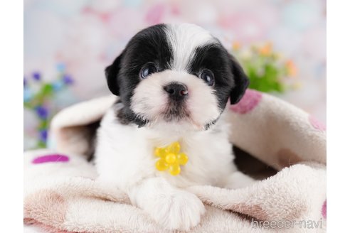 販売中の東京都のミックス犬-388296の5枚目