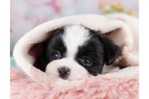 販売中の東京都のミックス犬-388296の3枚目
