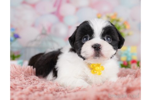 販売中の東京都のミックス犬-388296の4枚目