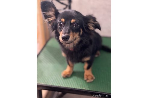 りんちゃんちゃん1枚目