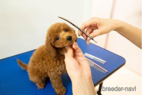 販売中の栃木県のミックス犬-387212の8枚目